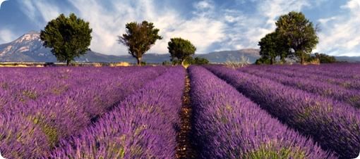 Lavender-in-Provence-4.jpg